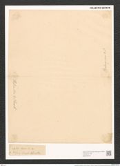 Campylodiscus helianthus A. Schm. (de-Toni-Nr.: Genus 57, Species 2474) Zeichnungen Sammlung Grunow (NHMW-BOT-W0373213)